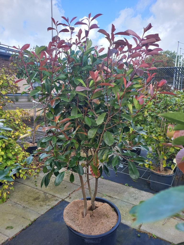 meerstammige Photinia, Elaeagnus, Krentenboom, Berk, Tuin en Terras, Planten | Bomen, Overige soorten, Halfschaduw, In pot, Ophalen