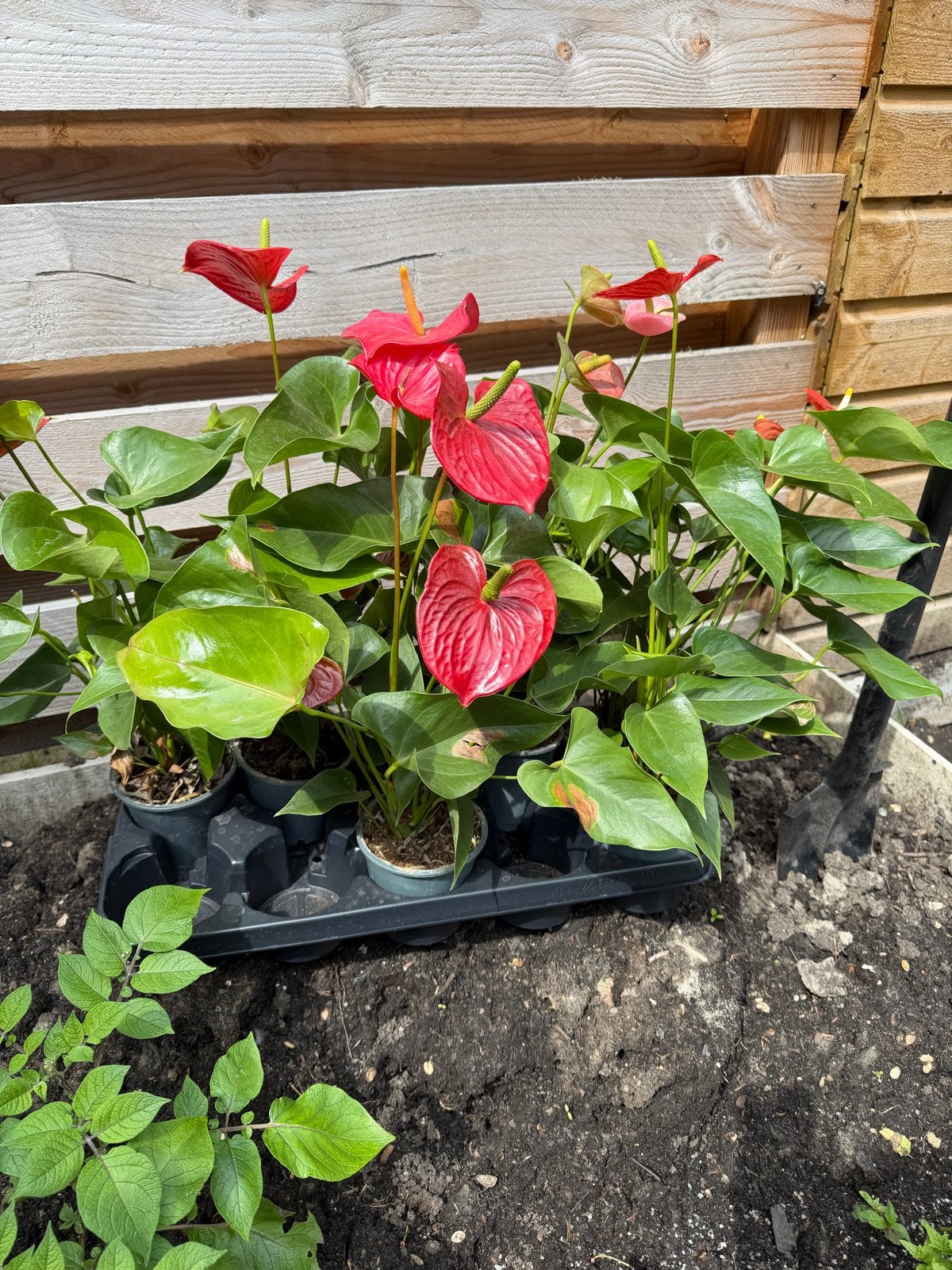 6 x Anthurium planten - Rode bloemen, Overige soorten, Vaste plant, Ophalen of Verzenden, Halfschaduw