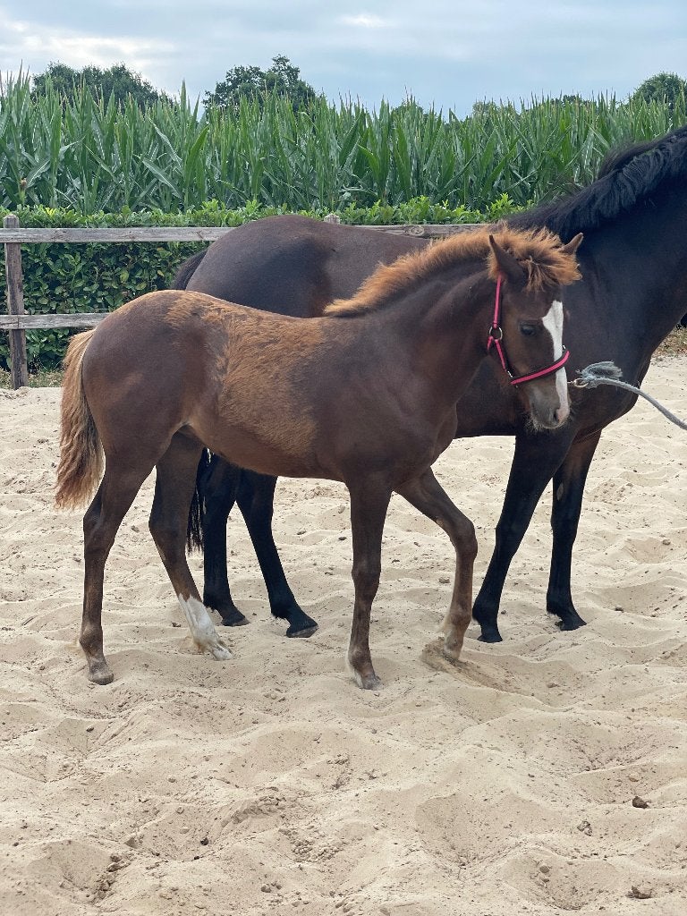 Superchique merrieveulen, Dieren en Toebehoren, Pony's, Merrie, D pony (1.37m tot 1.48m), 0 tot 2 jaar