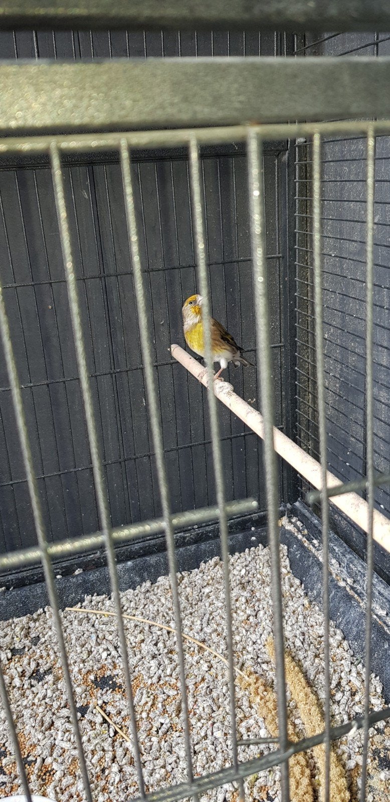 Tropische vogels 6 stuks in een koop. O.a putter bastaard., Meerdere dieren, Wildzangvogel