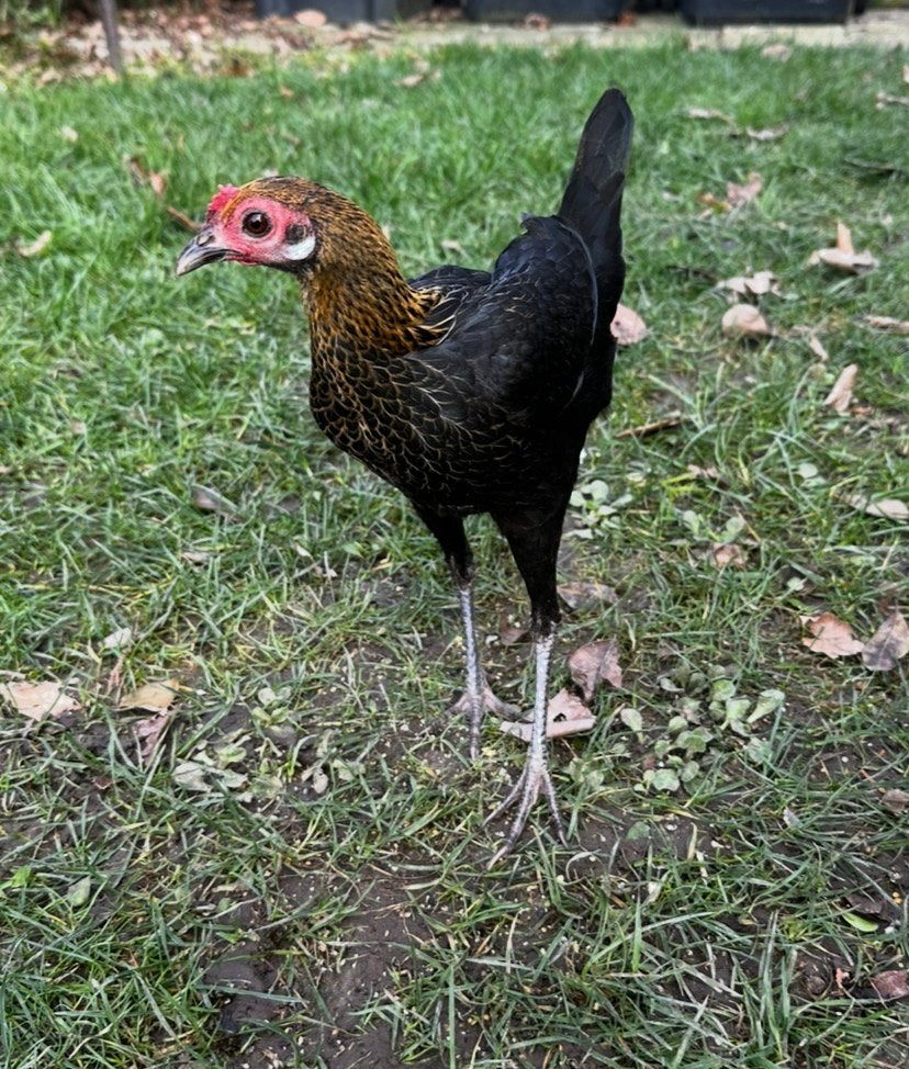 3 modern engelse vechtkriel hennen, Dieren en Toebehoren, Pluimvee, Vrouwelijk, Kip