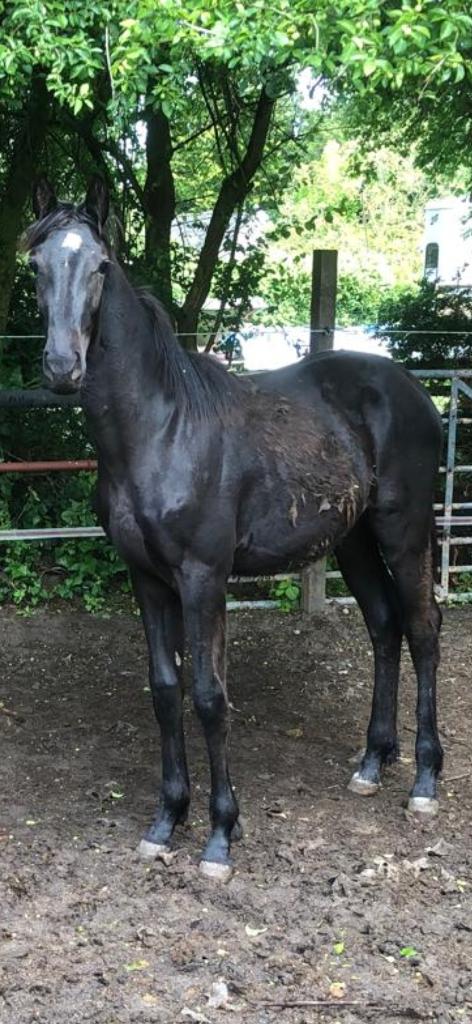1 jarige hengst, Dressuurpaard, 0 tot 2 jaar, Hengst, Met stamboom
