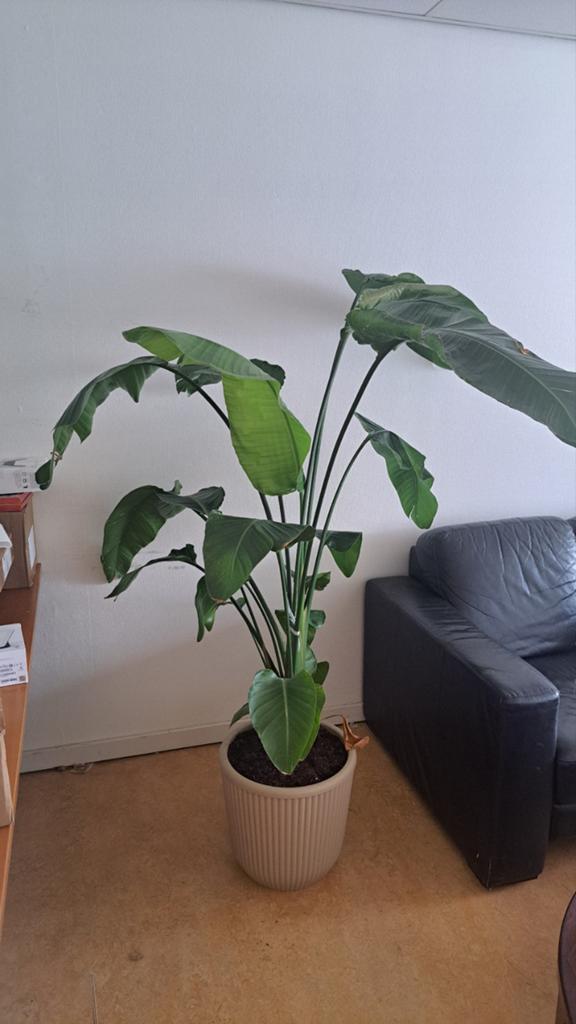 Strelitzia Nicolai
Bloemen plant met pot, Ophalen of Verzenden, Halfschaduw, 200 cm of meer