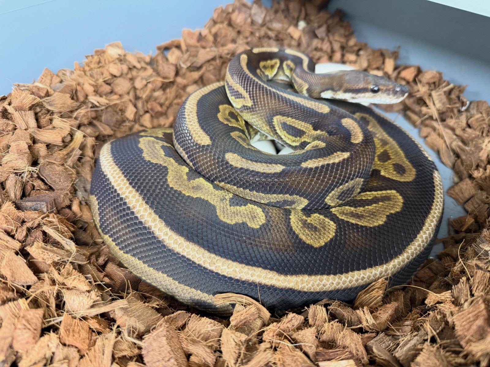 Leopard Cinnamon 100%Lavender Albino️ bewezen kweekdame, Slang, 0 tot 2 jaar