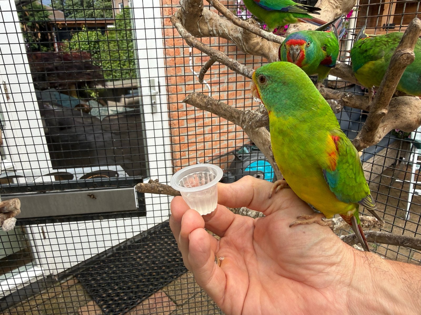 Swiftparkiet Faded man gezocht, Dieren en Toebehoren, Vogels | Parkieten en Papegaaien, Mannelijk, Parkiet