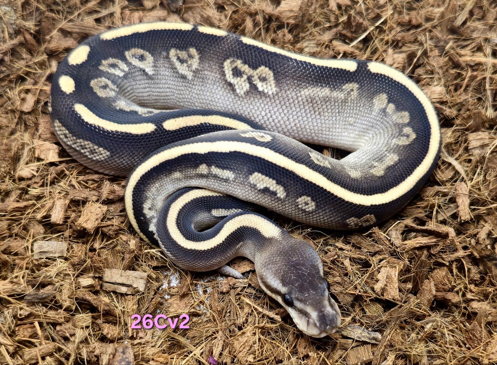 0.1 Blackhead Mojave Cinnamon het. Clown (+pastel of fire), Slang, Tam, 0 tot 2 jaar