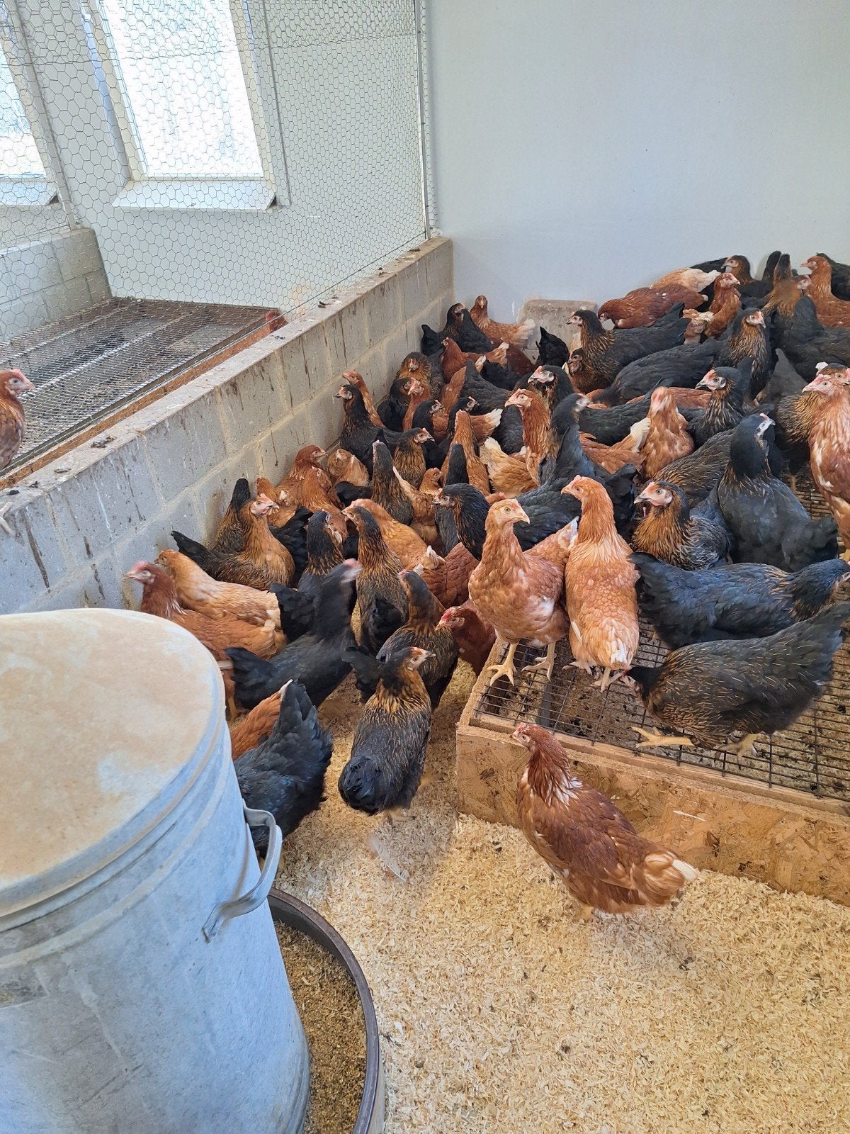 Legkippen, Dieren en Toebehoren, Vrouwelijk, Kip
