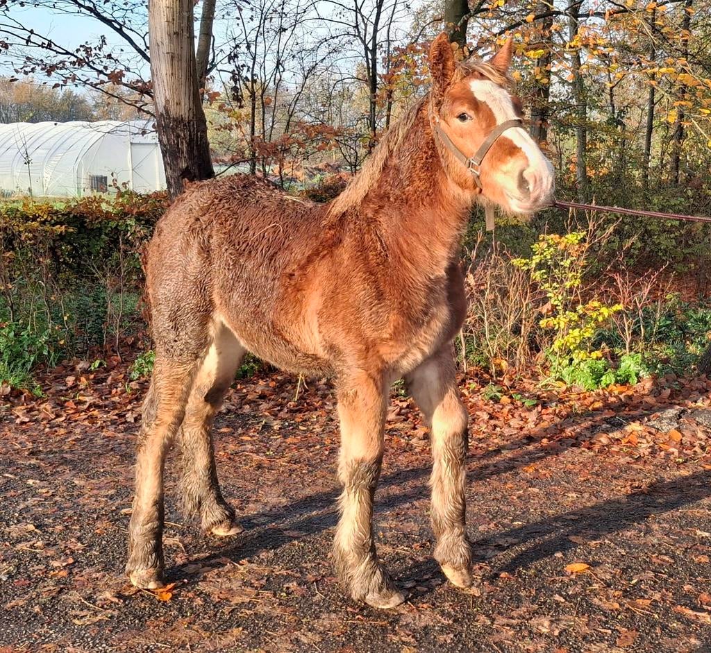 Mooi hengstveulen Belgisch Trekpaard te koop, Dieren en Toebehoren, Paarden, Minder dan 160 cm, Niet van toepassing, 0 tot 2 jaar