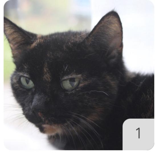 Met spoed nieuw thuis voor Gucci (schildpadpoes, 13 jr), Dieren en Toebehoren, Poes, Kortharig, 6 jaar of ouder