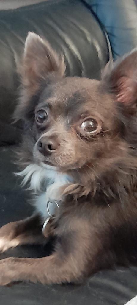 Chihuahua dekreu, Dieren en Toebehoren, Reu, 1 tot 2 jaar, Parvo, Eén hond