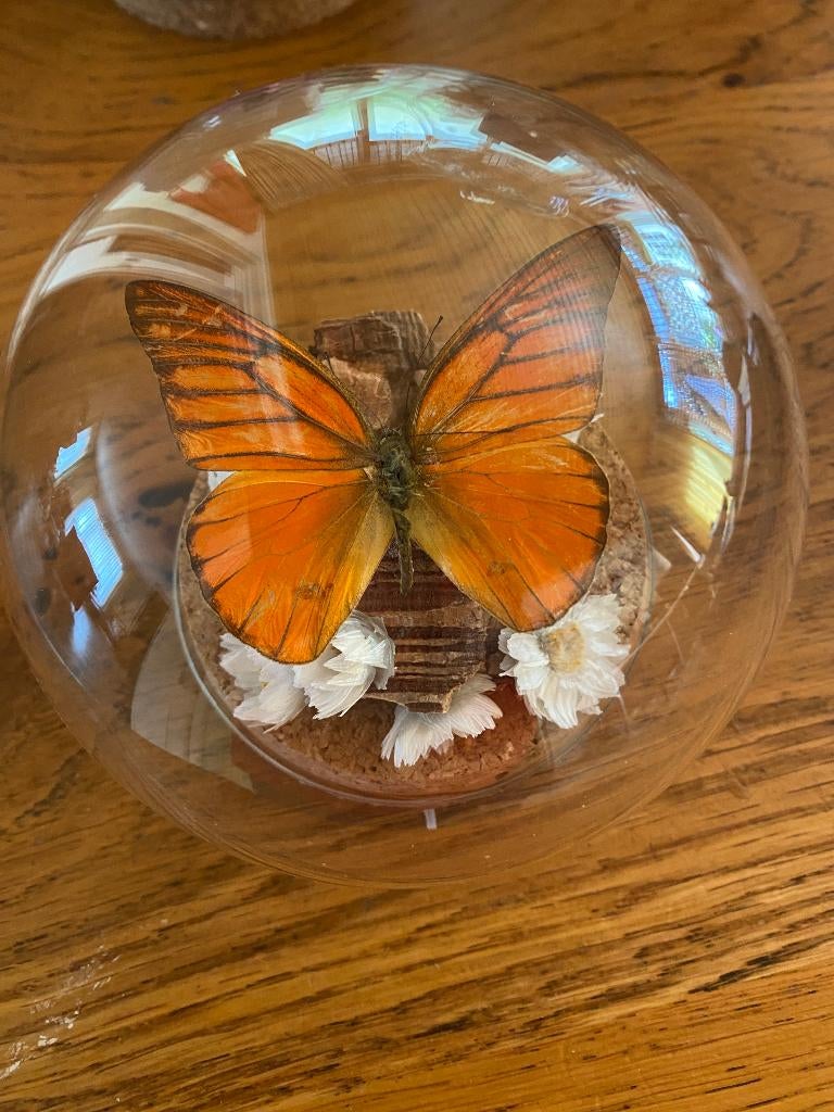 vlinder Appias Nero in bolstolp, Ophalen of Verzenden, Nieuw, Insect, Opgezet dier