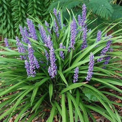 Liriope ‘Moneymaker’ Muscari P9 - TOP KWALITEIT, Vaste plant, Siergrassen, Ophalen of Verzenden, Halfschaduw