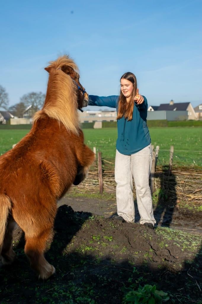 Lease paard gezocht voor mijn vriendin rune, Dieren en Toebehoren, Ophalen of Verzenden