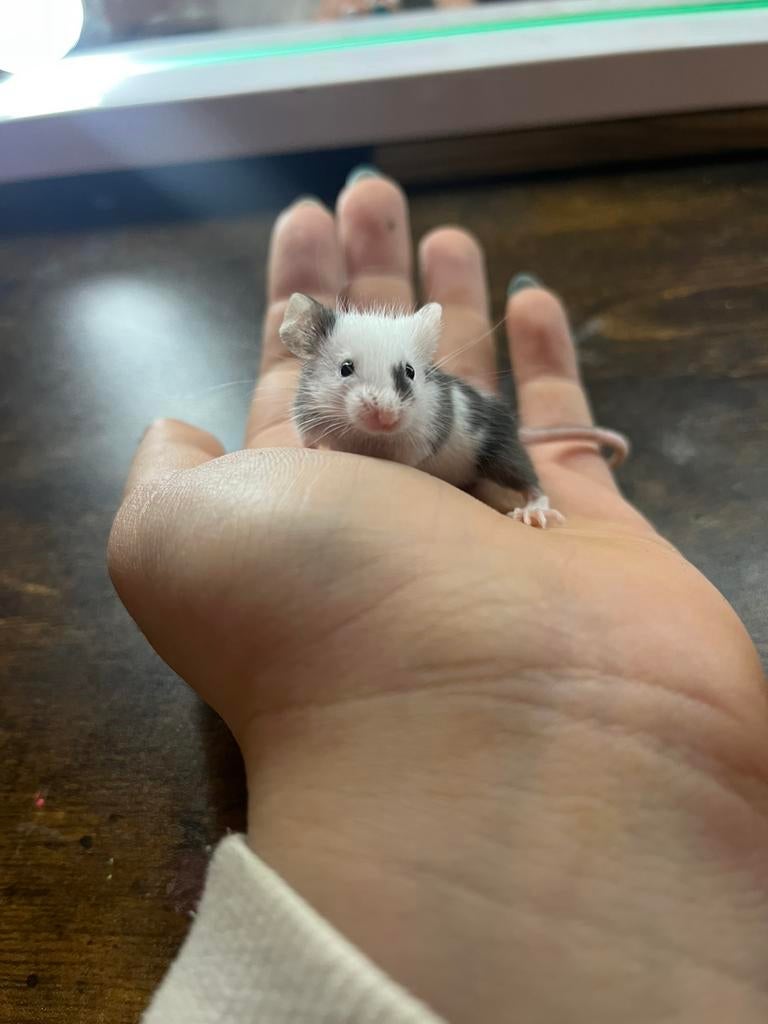 Handtamme kleurmuisjes, Dieren en Toebehoren, Muis, December, Meerdere dieren, Tam