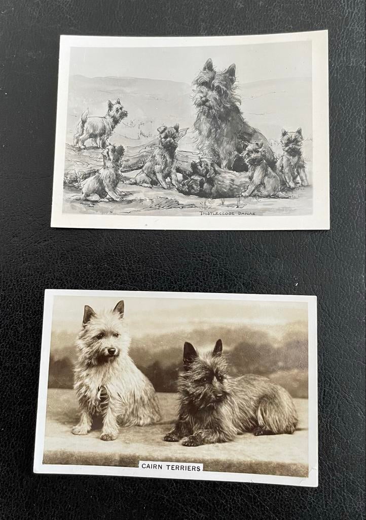 Cairn Terrier Verzameling, Ophalen of Verzenden, 1920 tot 1940, Ongelopen, Engeland