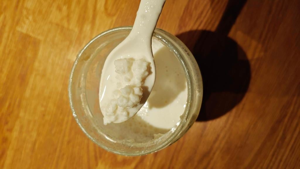 Melkkefir, Ophalen