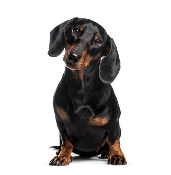 Hondenoppas op afroep, Diensten en Vakmensen, Dieren | Honden | Verzorging, Oppas en Les, Particuliere oppas