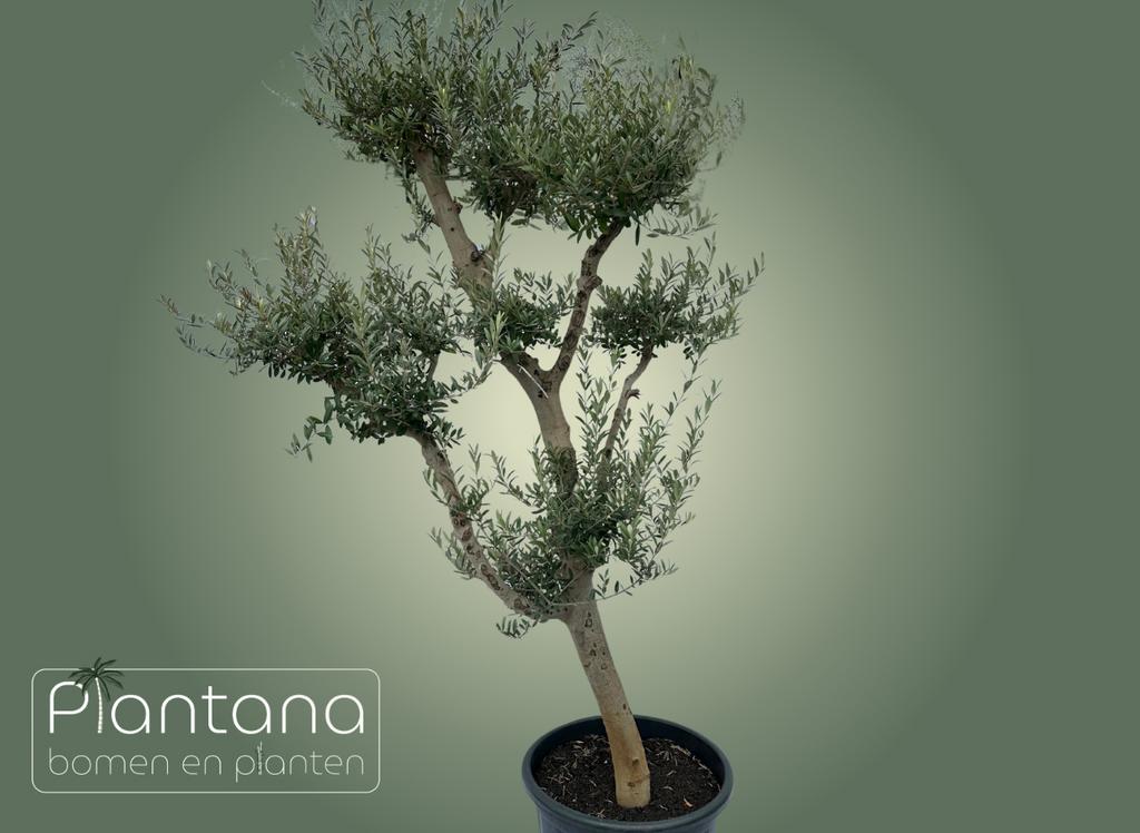 Olea europaea (Ponpon olijfboom, 2 meter hoog), Tuin en Terras, Planten | Bomen, 100 tot 250 cm, Olijfboom, Ophalen, Volle zon