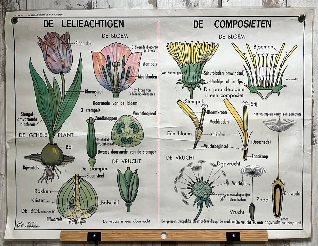 Prachtige schoolplaat: de eik, composieten, lelieachtigen, Antiek en Kunst, Antiek | Schoolplaten, Ophalen, Natuur en Biologie
