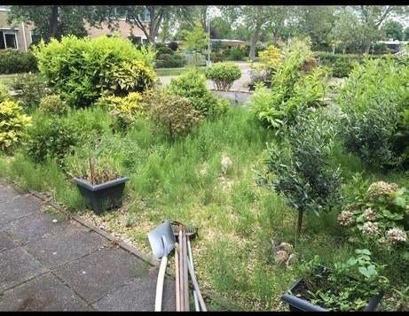 Heggen Snoeien  bomen zagen  onkruid verwijderen, Diensten en Vakmensen, Tuinmannen en Stratenmakers