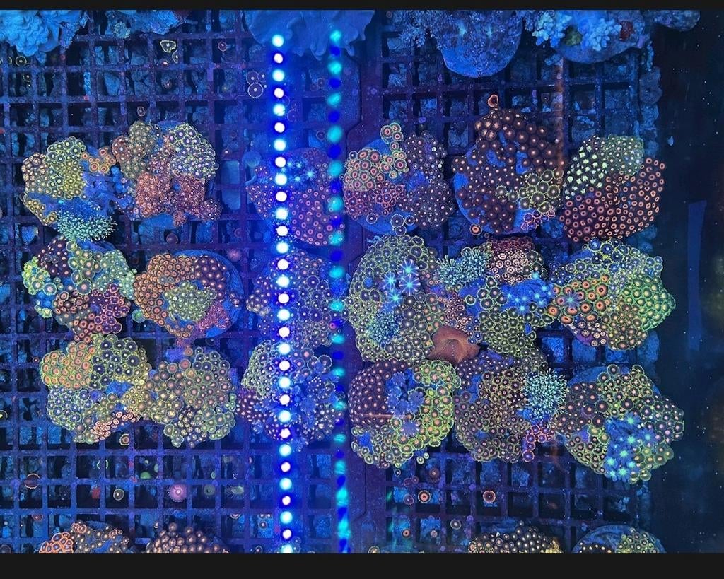 Zoanthus tuintje, Dieren en Toebehoren, Overige typen, Zoutwatervis