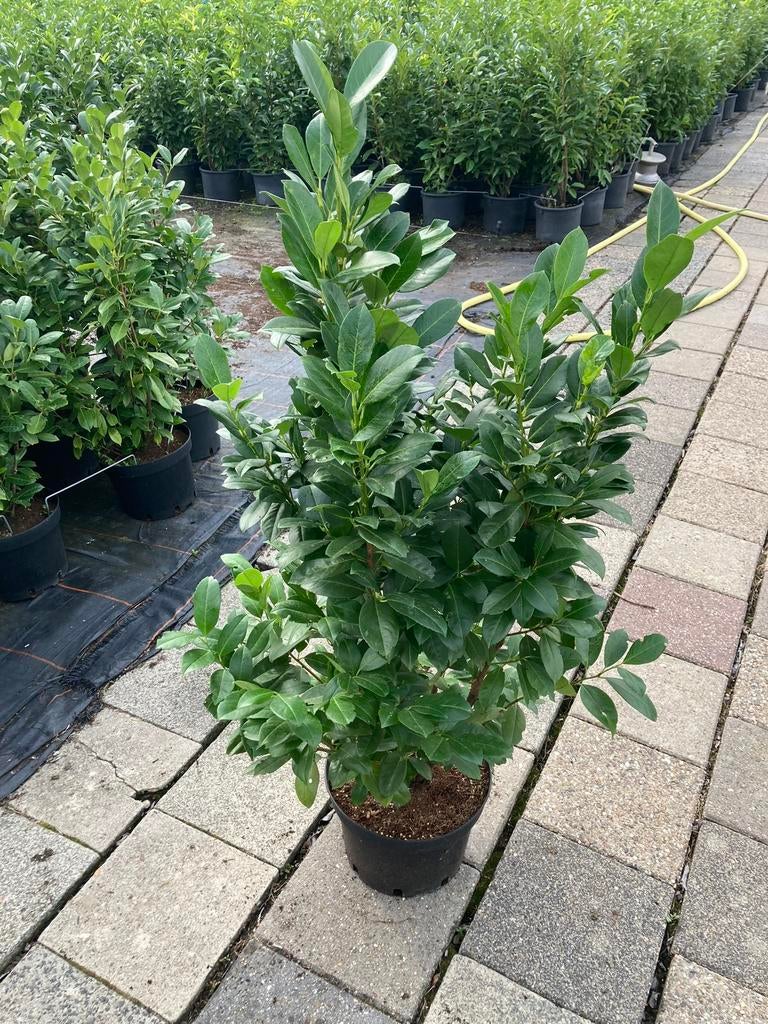 De nieuwe haag! Obelisk laurier €10.-, Tuin en Terras, Ophalen of Verzenden, Laurier, 250 cm of meer