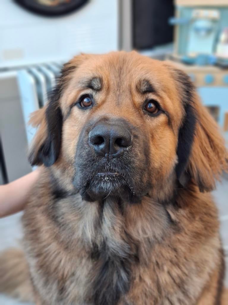 Dekreu Leonberger - New Foundlander, Dieren en Toebehoren, Reu, 1 tot 2 jaar, Parvo, Eén hond