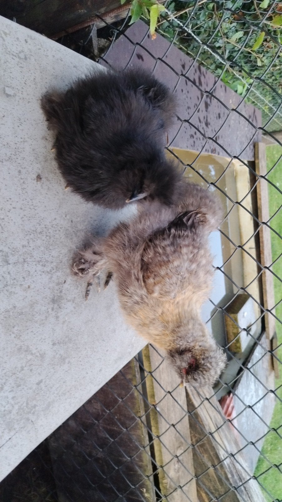 Twee zijdehoen kuikens, Dieren en Toebehoren, Pluimvee