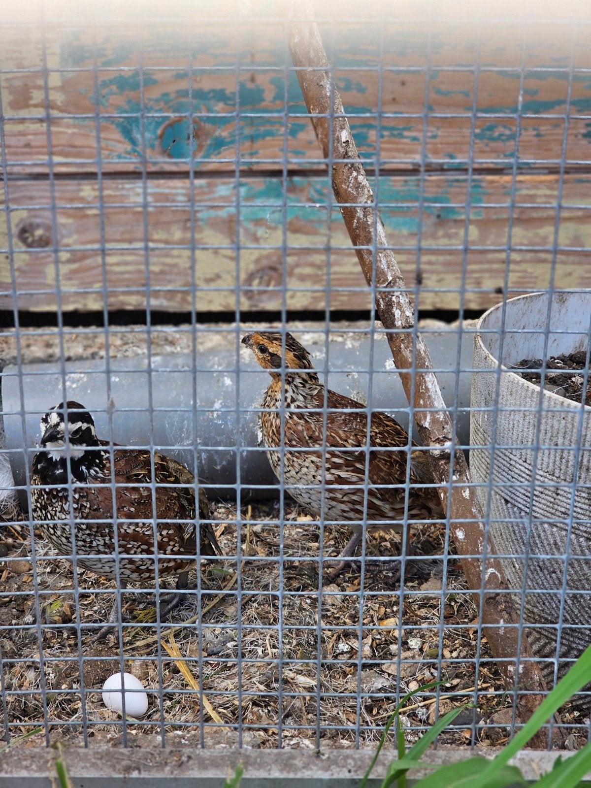 Broedeieren virginische boomkwartel, Dieren en Toebehoren, Geslacht onbekend