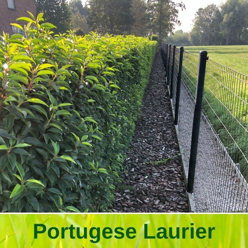 PLANTEN! portugese laurier, olijfwilg, glansmispel hortensia, Tuin en Terras, Planten | Struiken en Hagen, Ophalen of Verzenden