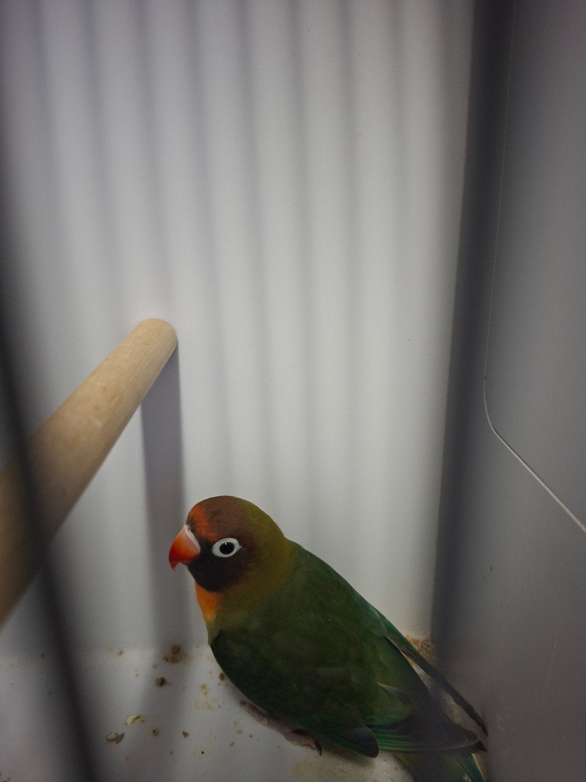 agapornis nigrigenis, Vrouwelijk, Geringd