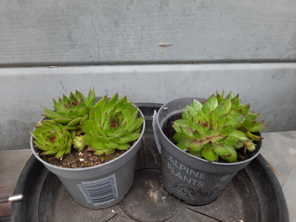 Huislook, Sempervivum, Ophalen, Overige soorten, Volle zon