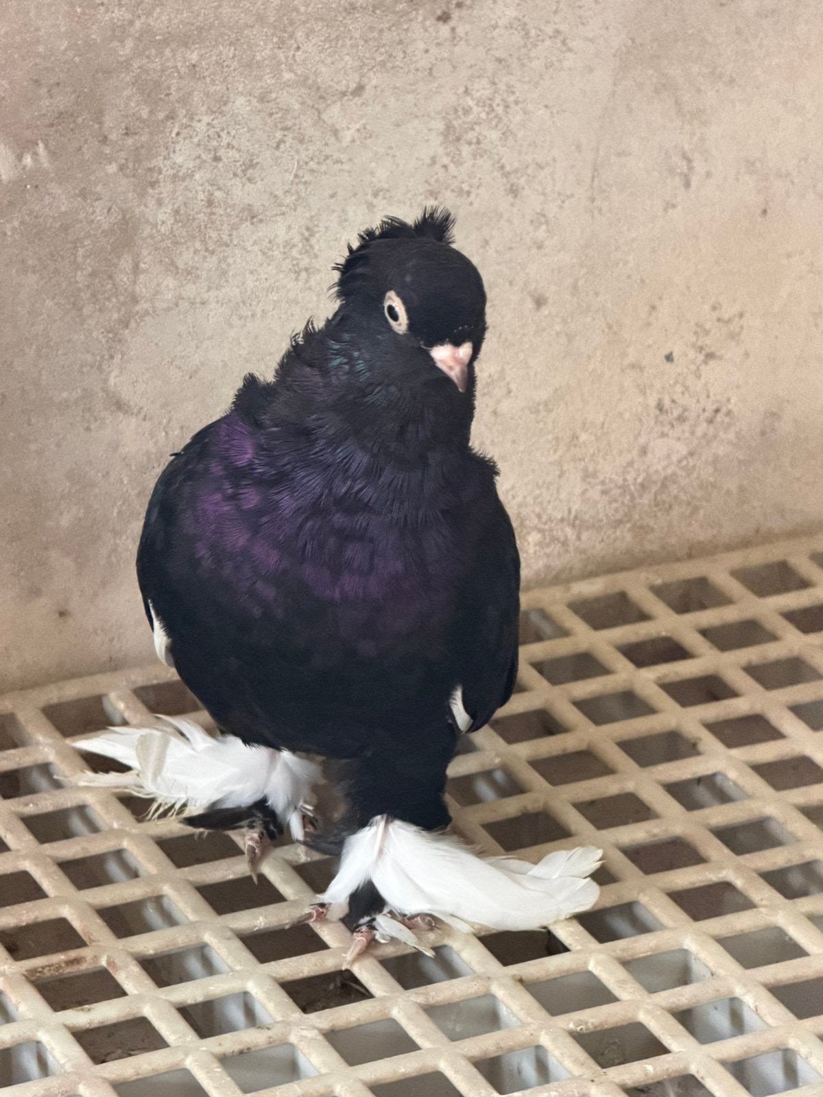 Duiven, Meerdere dieren, Postduif