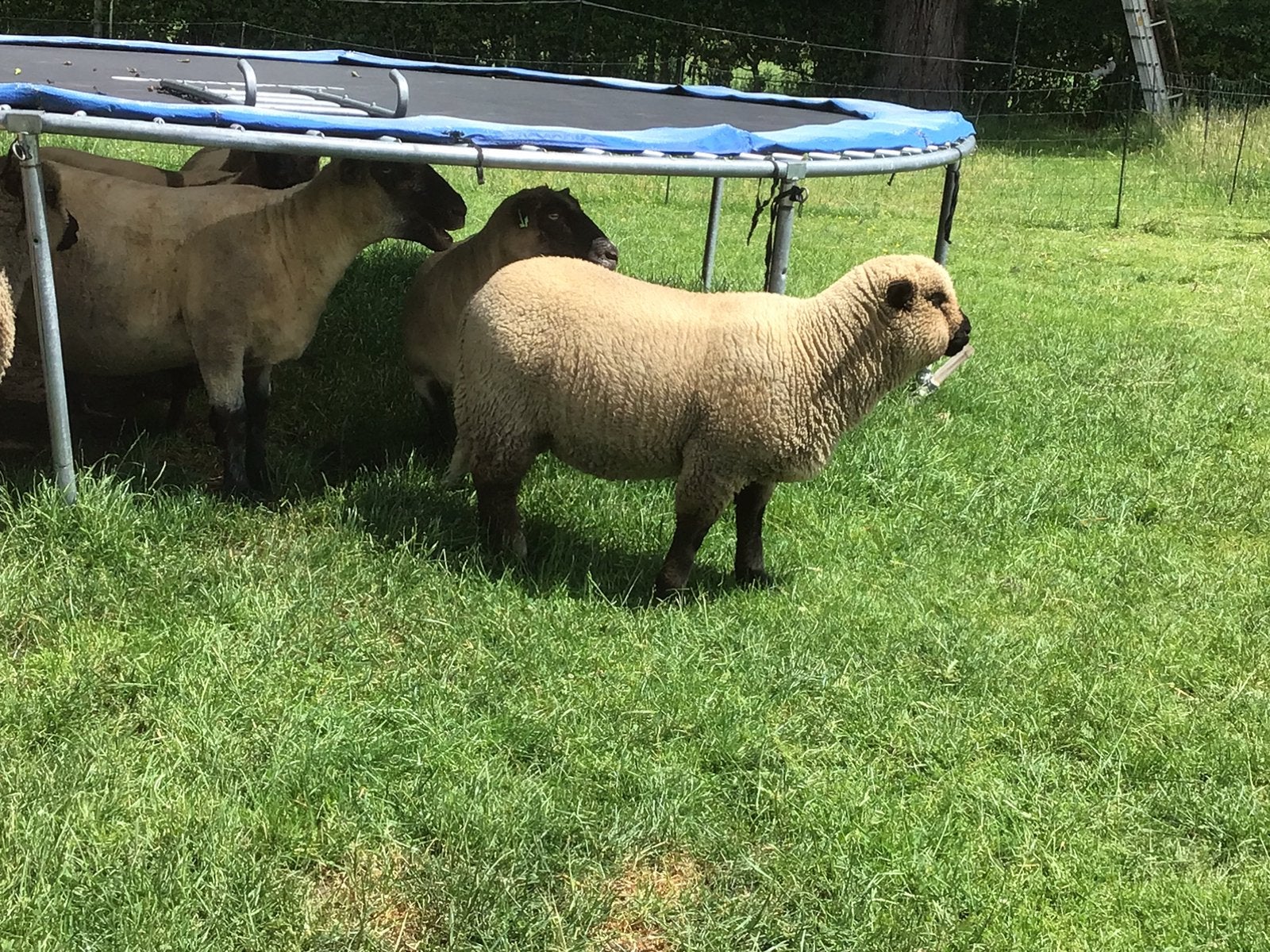 Shropshire ram, Mannelijk, Schaap