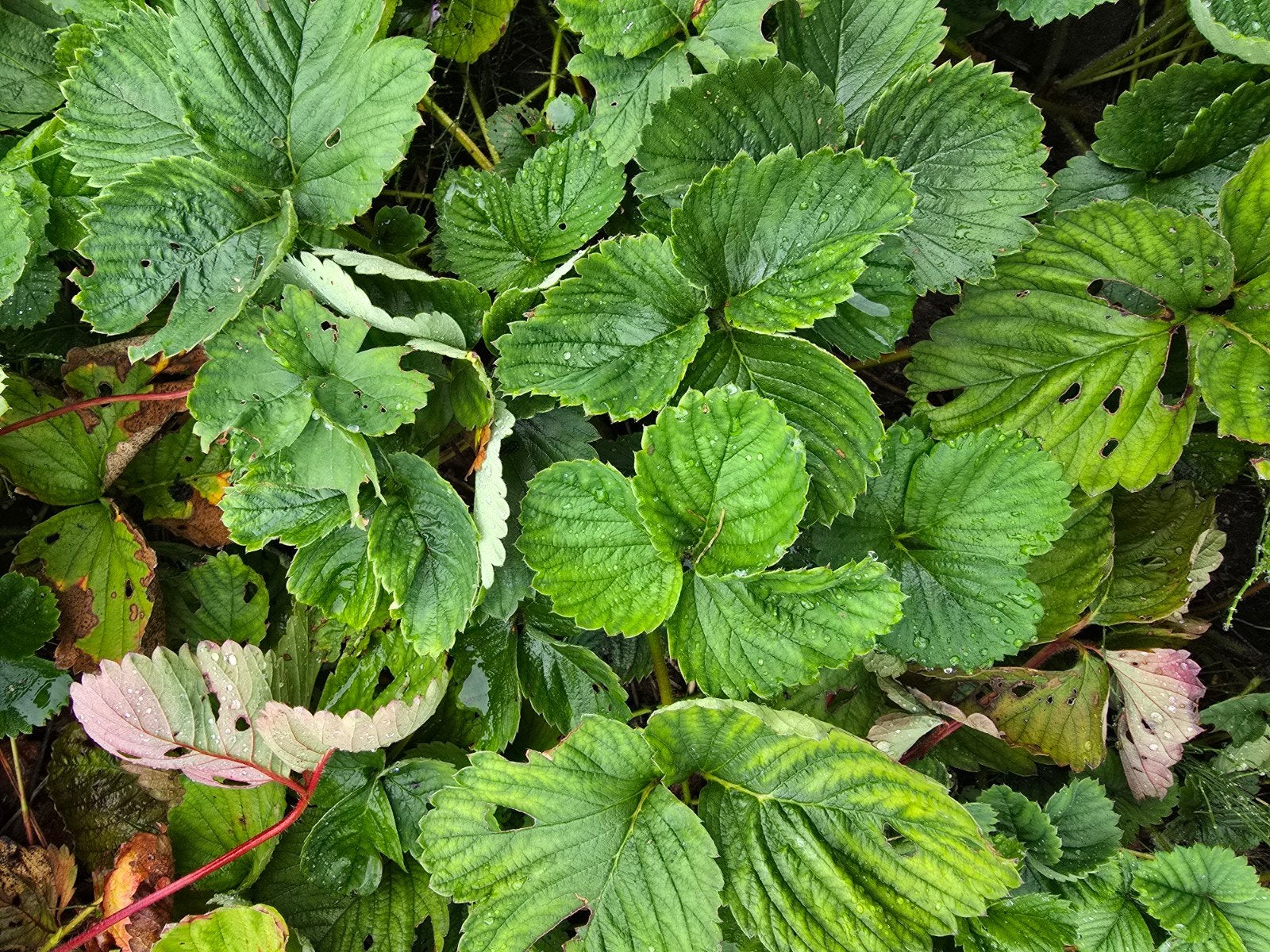 aardbei planten, Ophalen