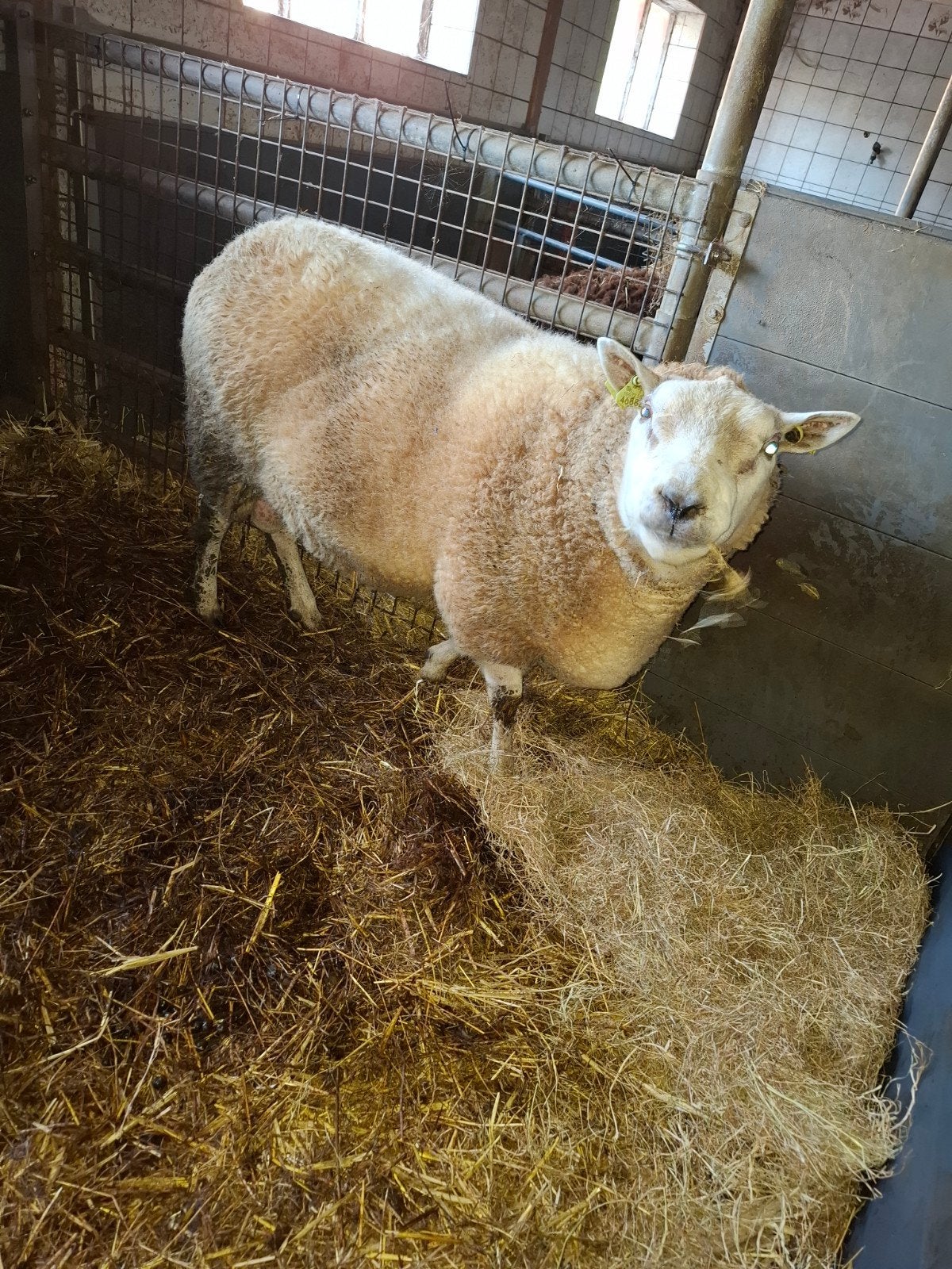 Goedgekeurde noordhollander ram dekram, Dieren en Toebehoren, Mannelijk, Schaap