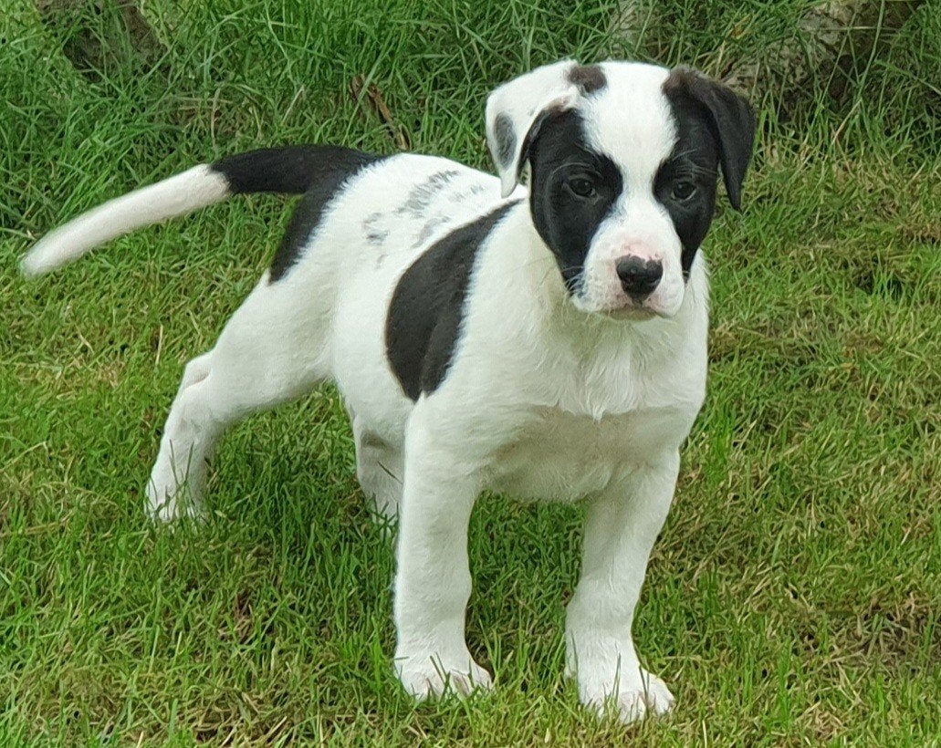 Border collie kruising kunnen nu verhuizen, Parvo, 8 tot 15 weken, Bulldog, Meerdere