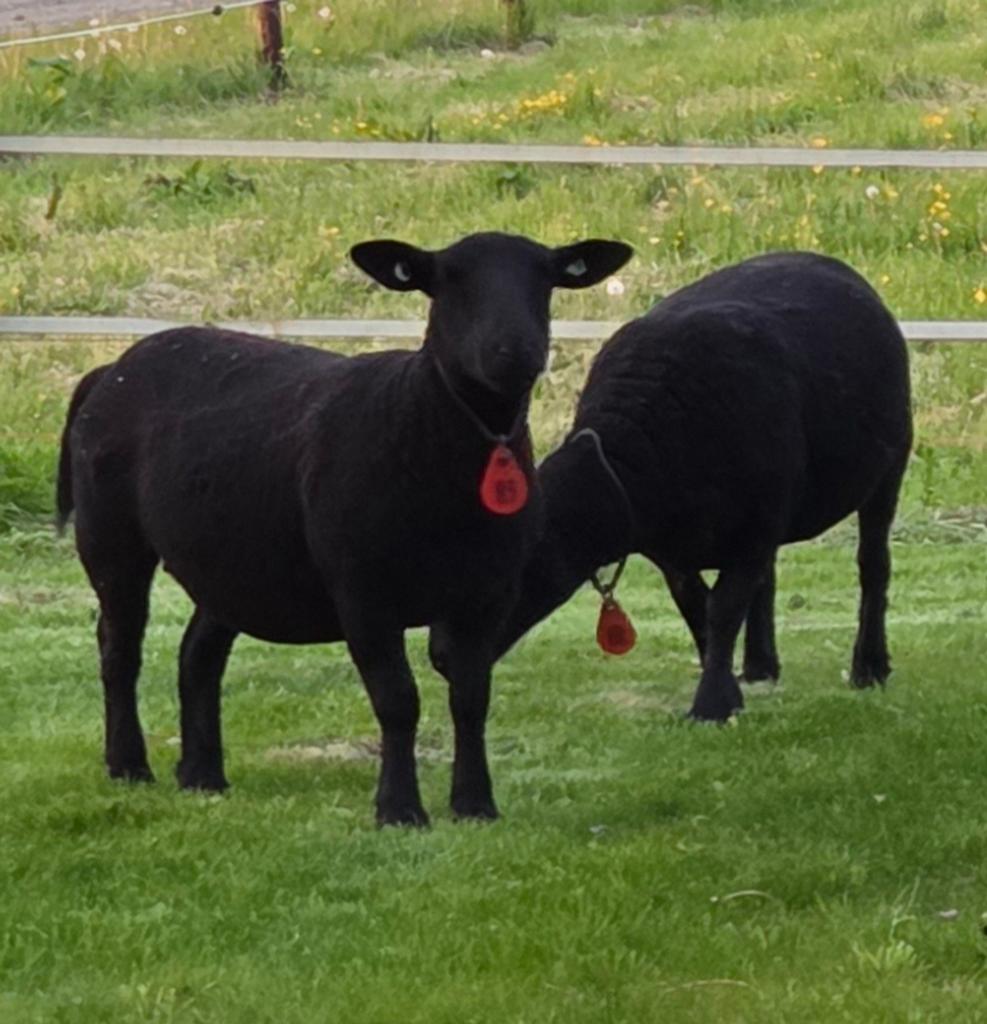 2 enters , ooien,  bonte x suffolk 2025, Dieren en Toebehoren, Schapen, Geiten en Varkens, Vrouwelijk, Schaap
