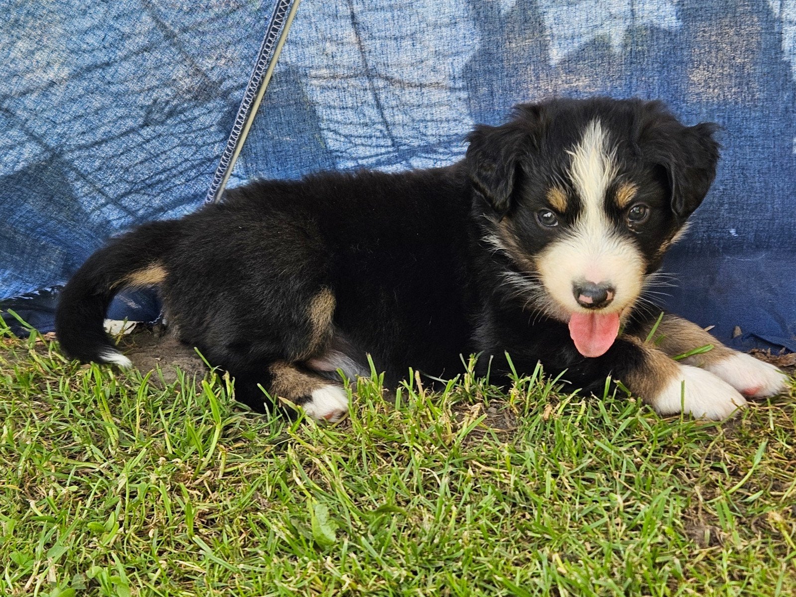 Mini Australian/American shepherd pups te koop, Parvo, Overige rassen, 8 tot 15 weken, Meerdere