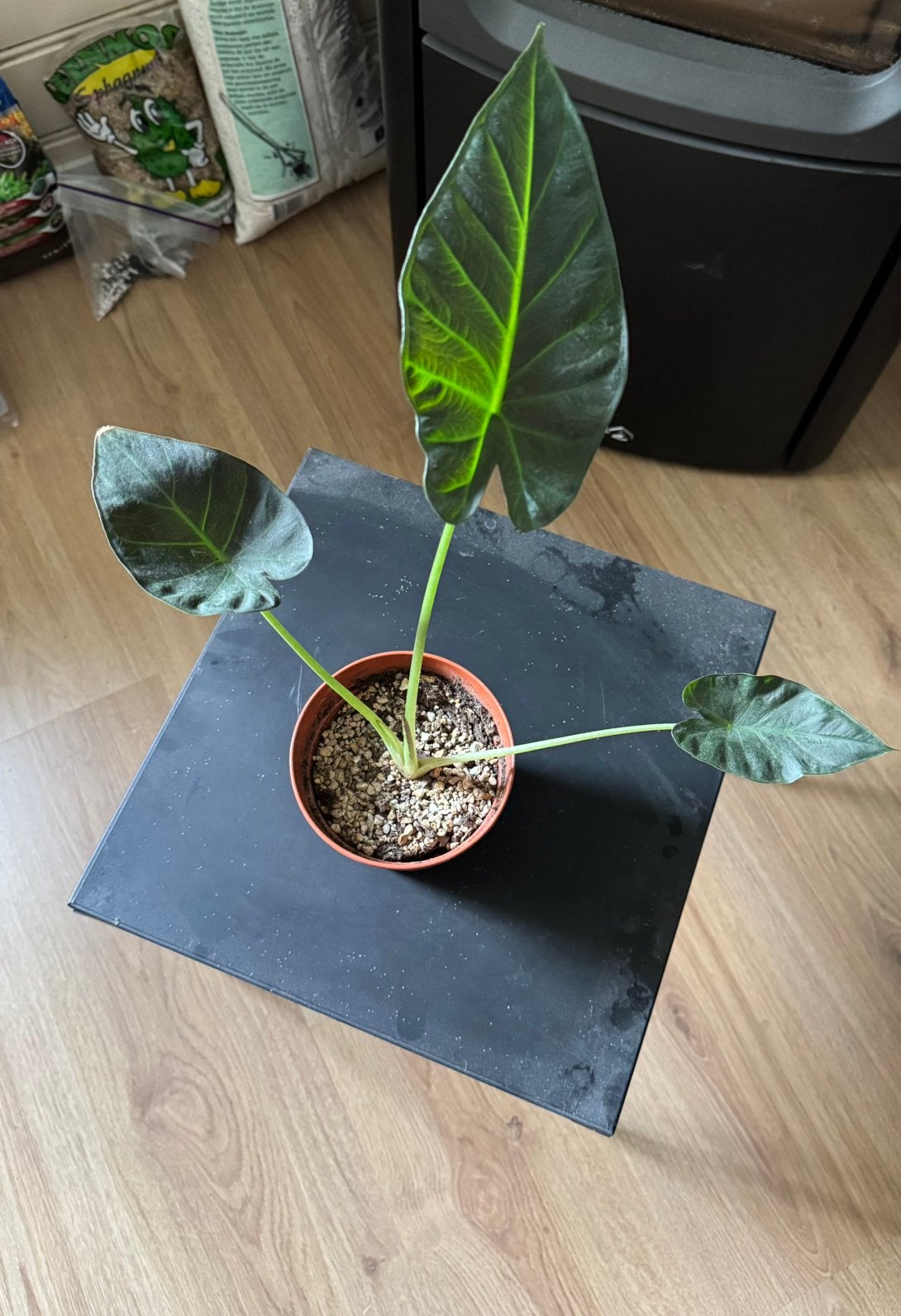 Alocasia regal shields, Ophalen of Verzenden, Halfschaduw, Minder dan 100 cm