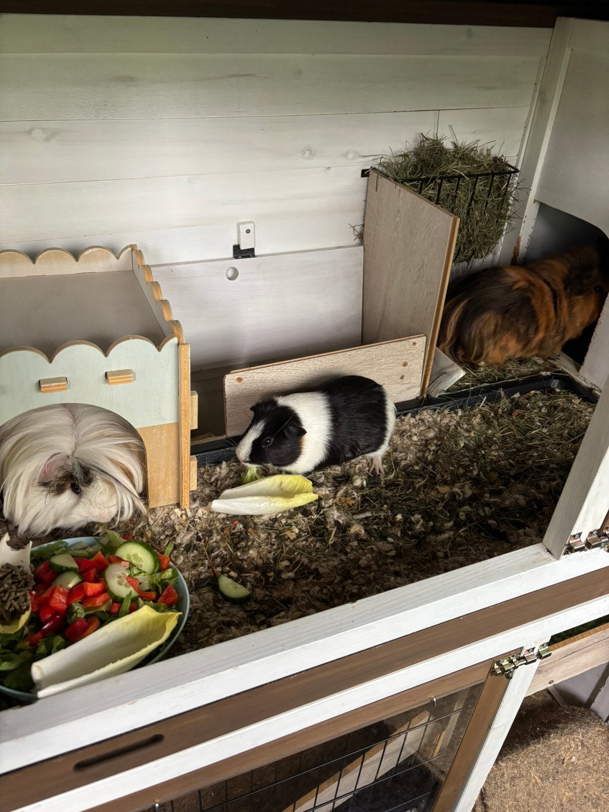 3 lieve cavia’s met hok en toebehoren, Januari, Mannelijk, Cavia