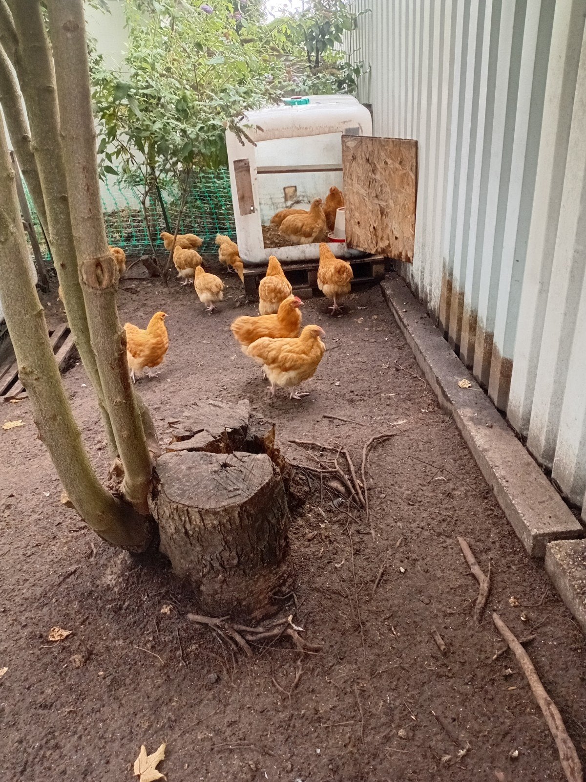 orpington groot buff hennen, Dieren en Toebehoren, Vrouwelijk, Kip