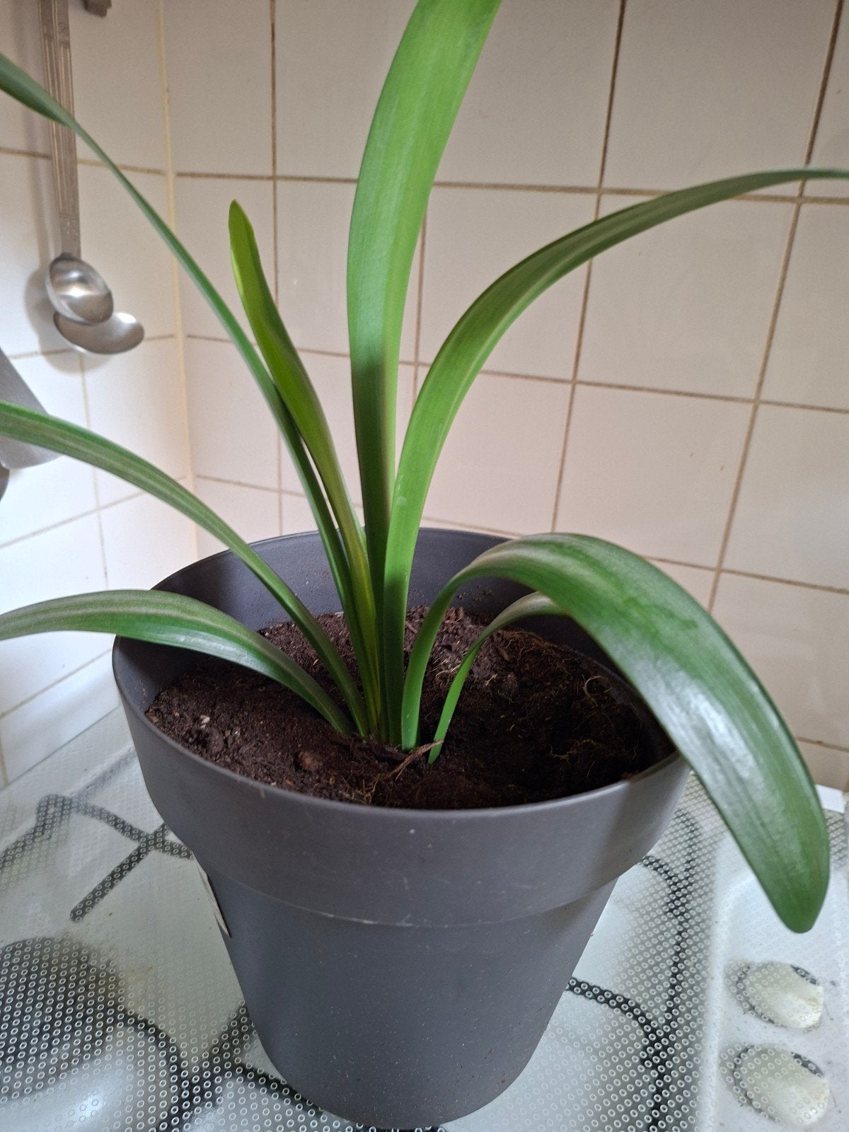 Groene clivia in pot, Ophalen, In pot, Halfschaduw, Minder dan 100 cm
