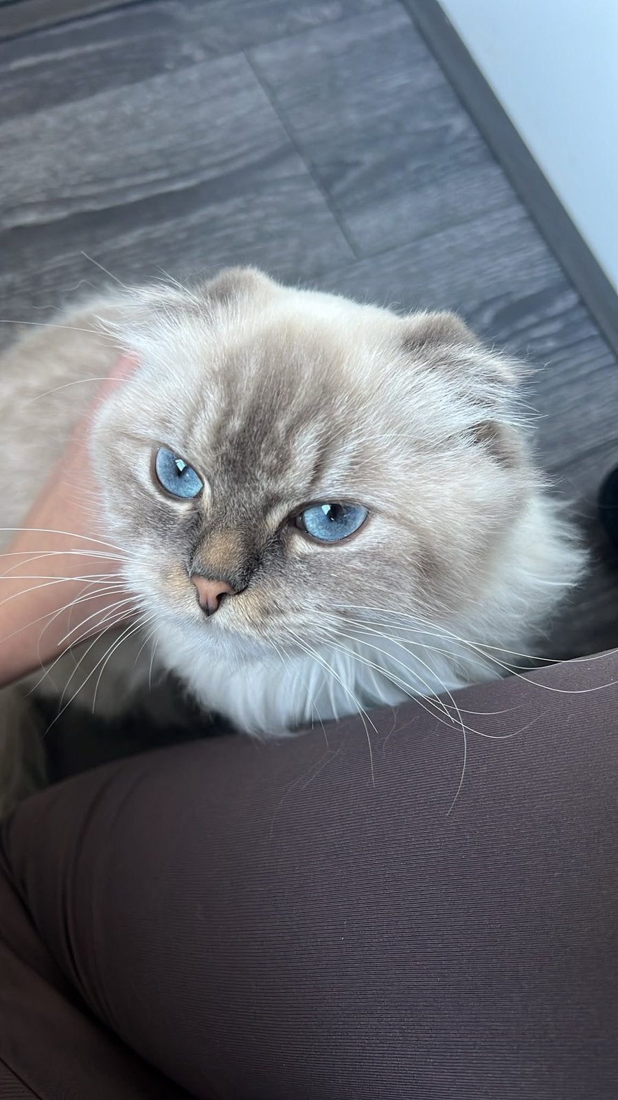 Liefdevol huisje gezocht voor Ariëla🐾, Dieren en Toebehoren, Katten en Kittens | Raskatten | Korthaar, Poes, Gechipt