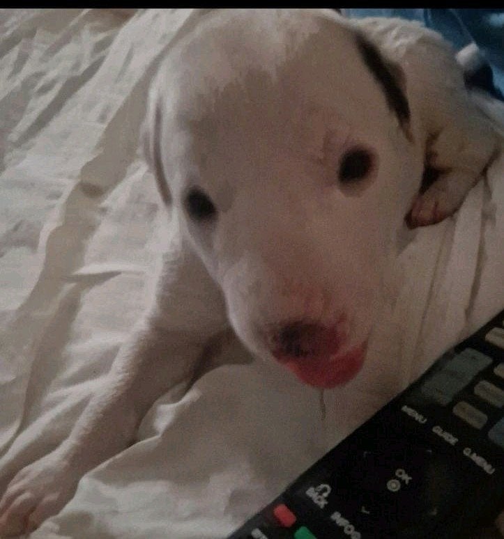 SUPER ZELDZAAM PUPS  SNEL WAAKS EN SUPER LIEF, 8 tot 15 weken, Meerdere, Meerdere dieren, Middel