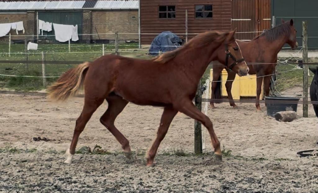1e Premie New Forest jaarling merrie, Dieren en Toebehoren, Merrie, 0 tot 2 jaar