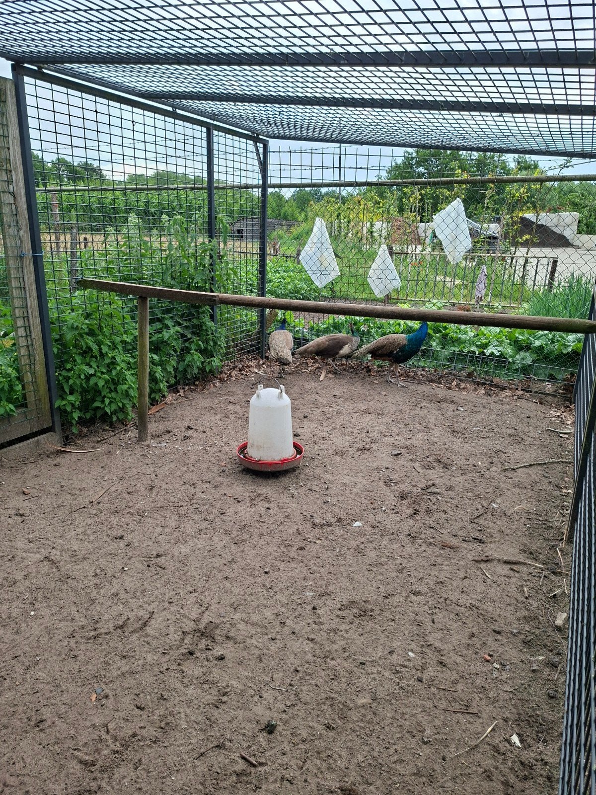 Jonge blauwe pauwen, Dieren en Toebehoren, Meerdere dieren, Overige soorten
