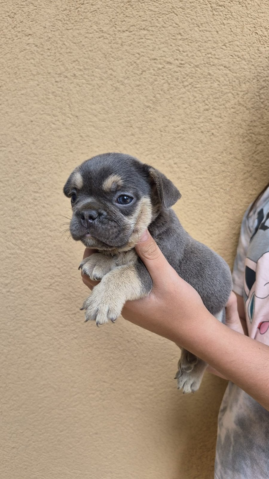 👑 Royal Puppies - Raszuivere Franse Bulldog pups, Dieren en Toebehoren, 15 weken tot 1 jaar, Buitenland, Parvo, Bulldog