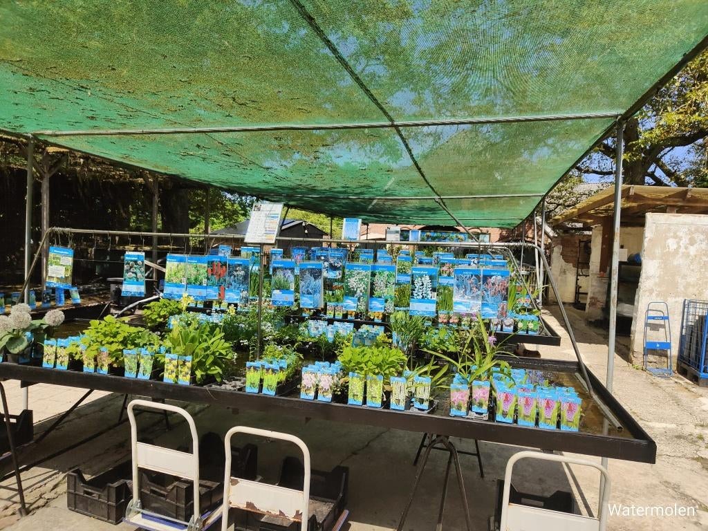 Vijverplanten, Ophalen, Nieuw