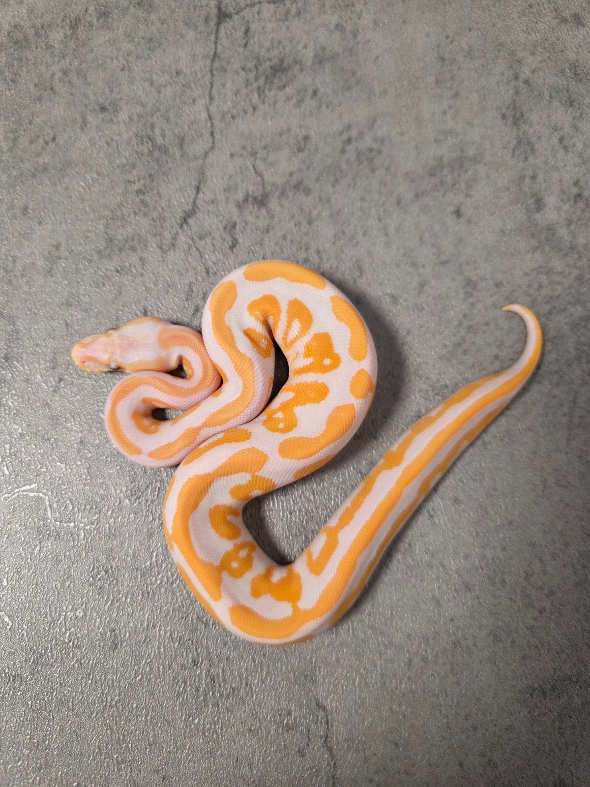 Cinnamon Leopard Lavender Albino 2026 Ball Python photo 2